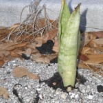 If a tiny seed of a plant can actually find its way through a thick barrier of layered tar and shell in a driveway as it makes its way toward the sunlight it craves ... what do you think you can do in your life?